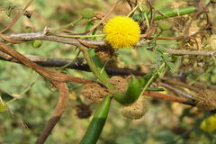 Acacia farnesiana